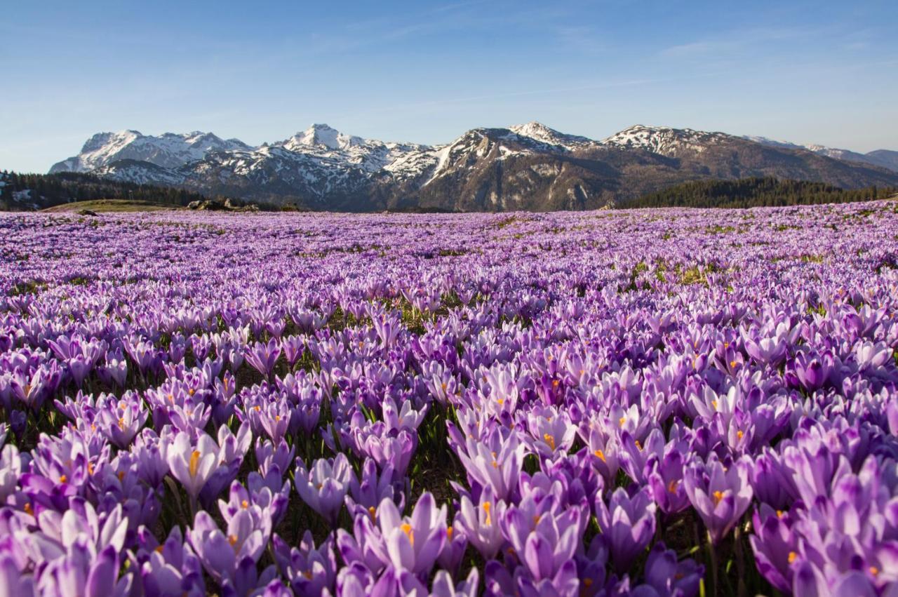 Koca Kronca - Velika Planina Stahovica Extérieur photo