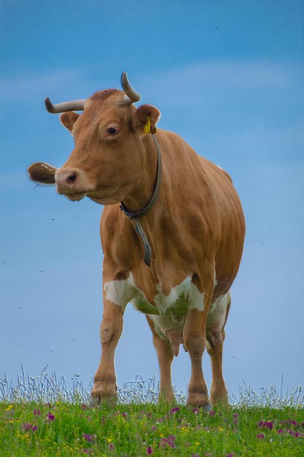 Koca Kronca - Velika Planina Stahovica Extérieur photo