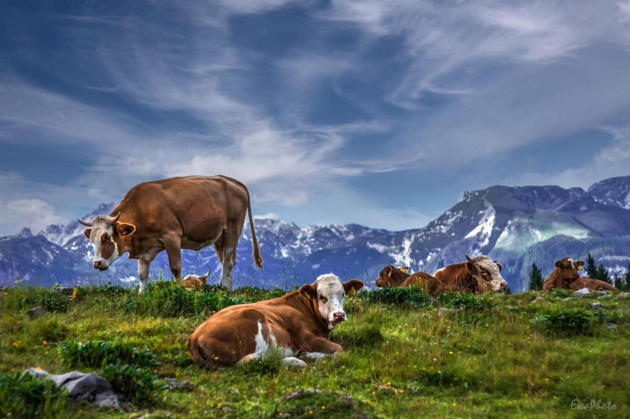 Koca Kronca - Velika Planina Stahovica Extérieur photo