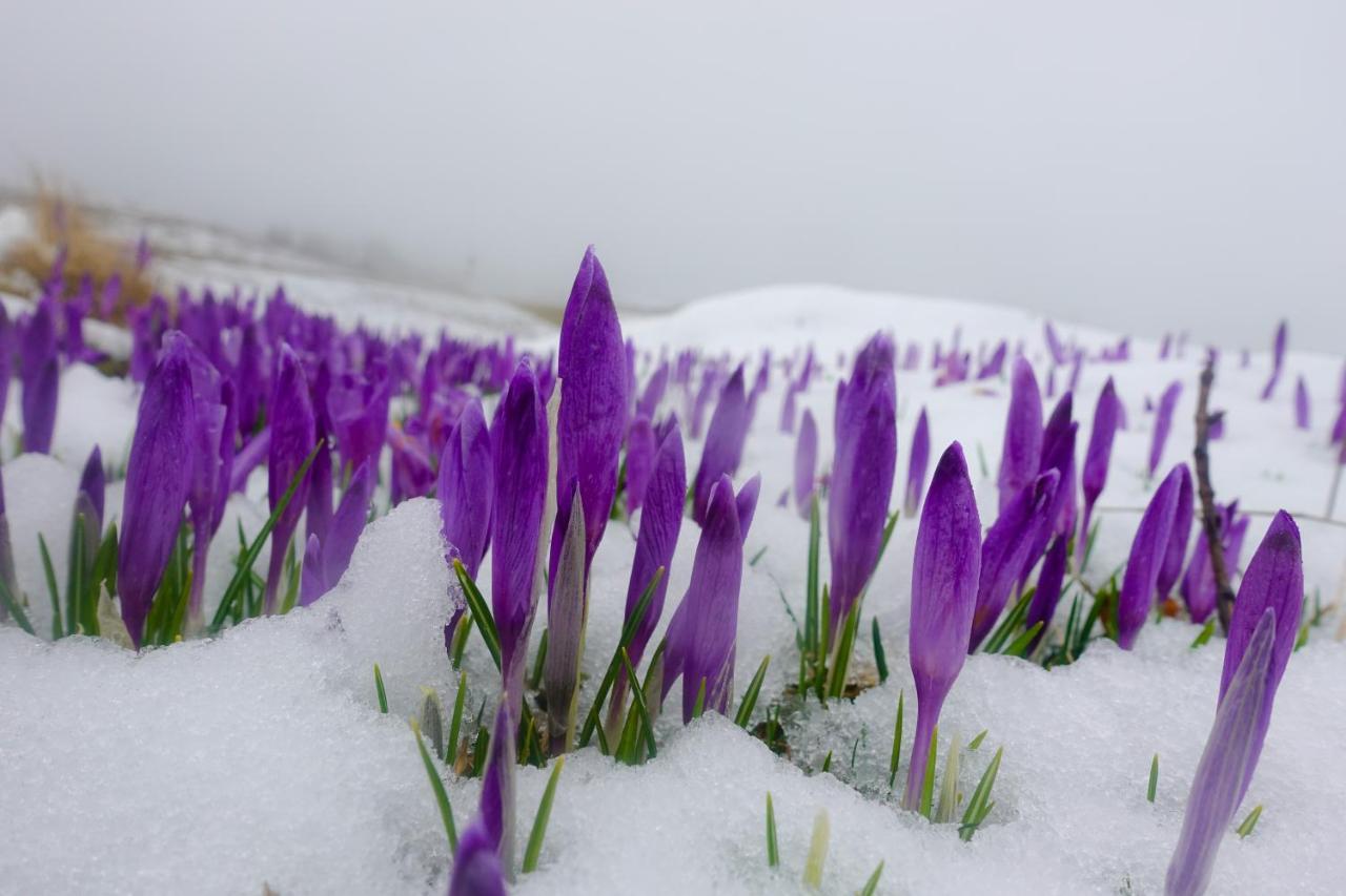 Koca Kronca - Velika Planina Stahovica Extérieur photo